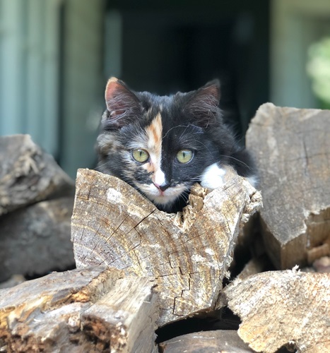 Animals at Home - Photography Competition Spot Prize Winner: Cooper (10) Judges feedback: The kitten's gaze is right down the barrel of the camera. I enjoy the symmetry in the composition with the line down the centre of the kitten's face being echoed by the lines in the shed behind.